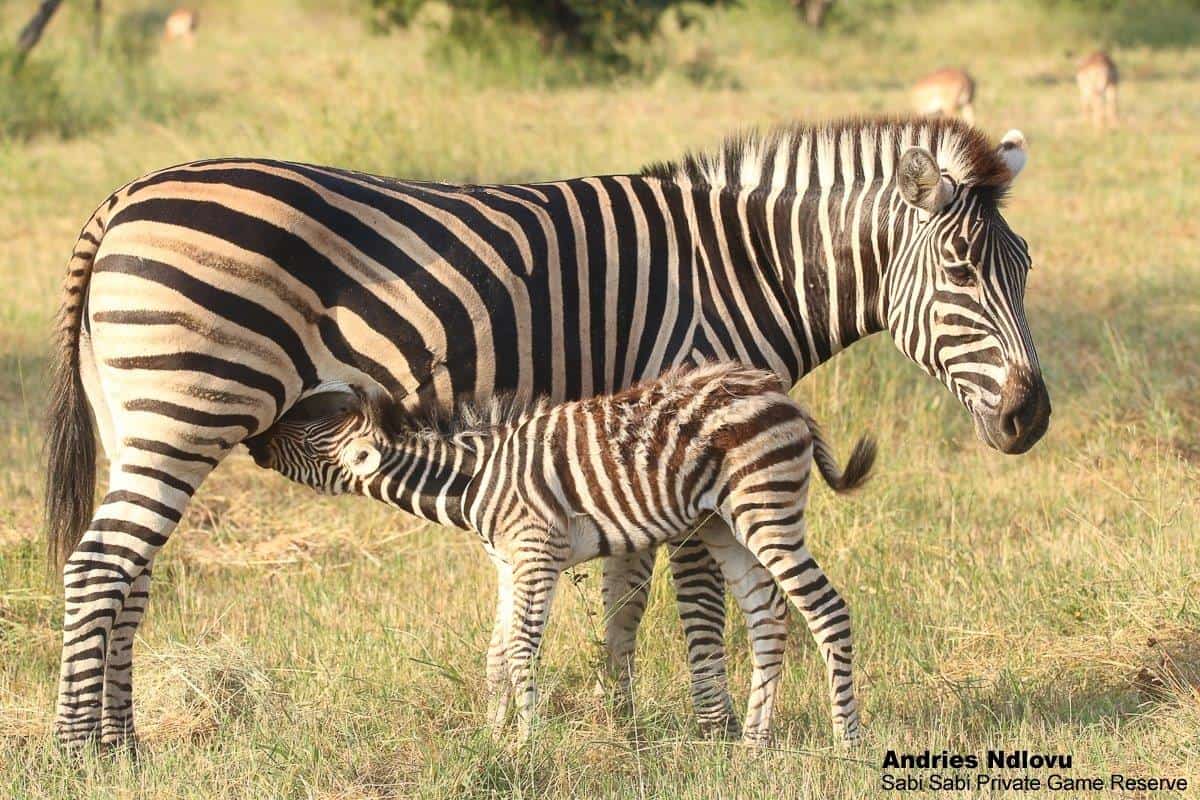 03andries.ndlovu Zebra 16.3.20 Final 03andries.ndlovu Zebra 16.3.20 Final