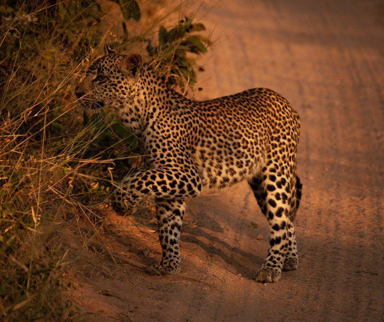 04Dr Michael Bougoulias Cub 3