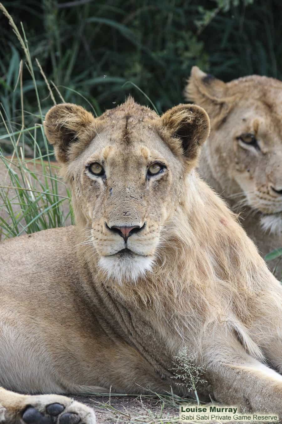 04Louise Murray Sp And New Male 28032020 2 Final