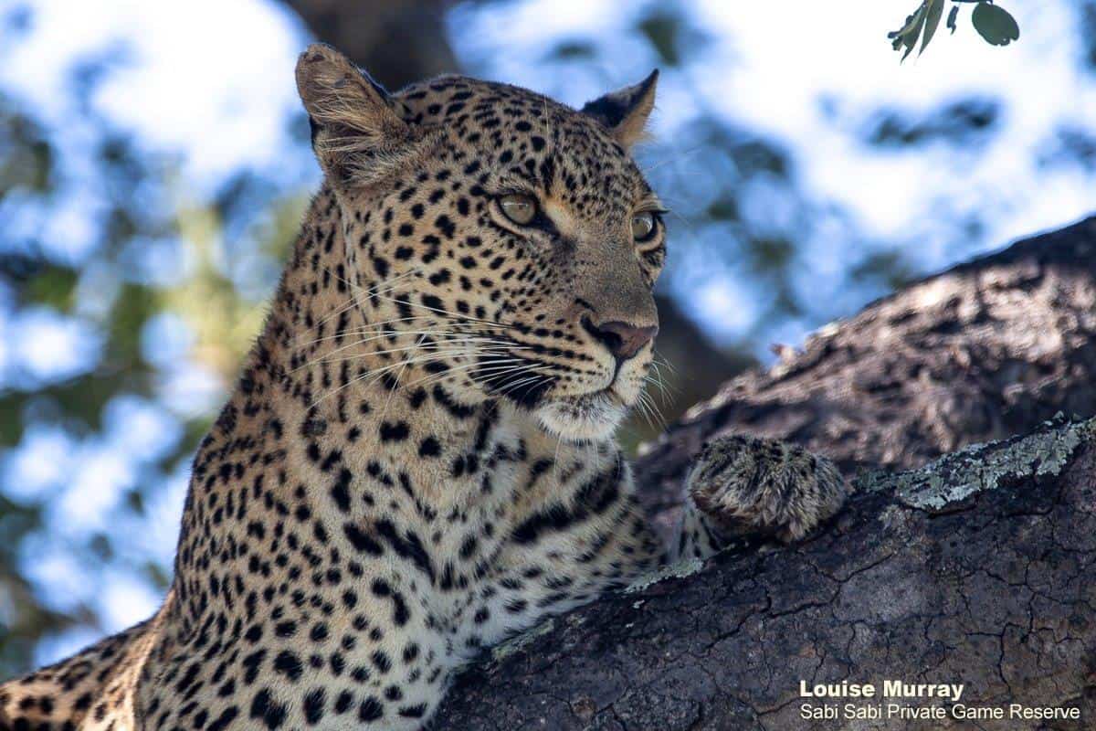 10Louise Murray Kigelia 27022020 2 Final