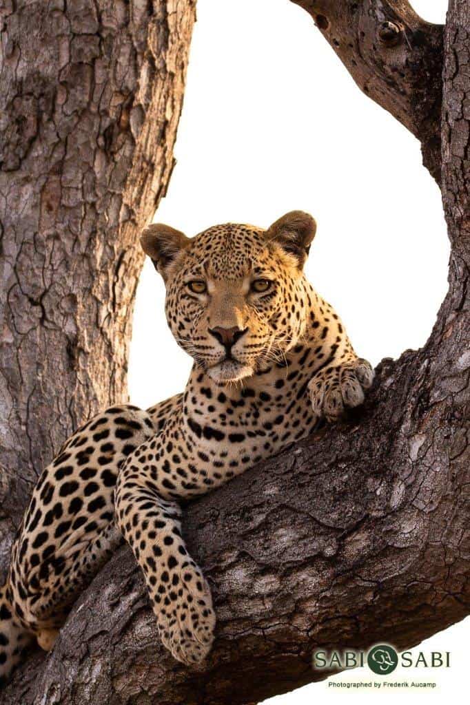 11Frederik Aucamp White Dam Male Leopard 2 Final 11Frederik Aucamp White Dam Male Leopard 2 Final