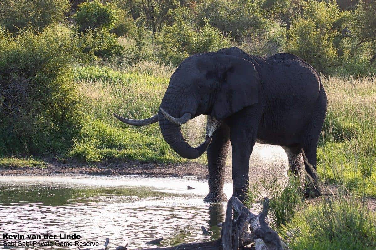 14Kevin Van Der Linde Elephant 28012020 Final 14Kevin Van Der Linde Elephant 28012020 Final