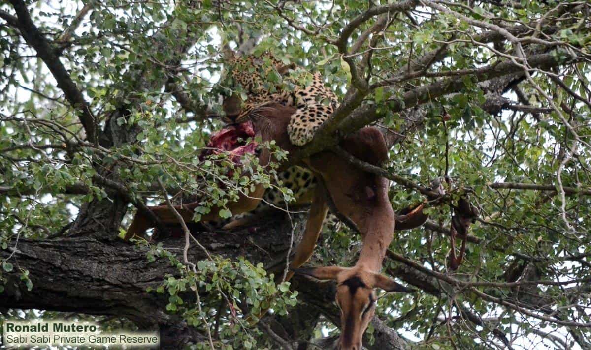 15Ronald Mutero Msuthu Female 04022020  Final