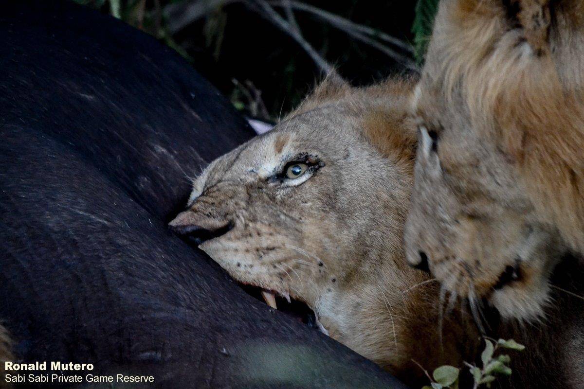 Hungry lions Sabi Sabi Private Game Reserve Blog