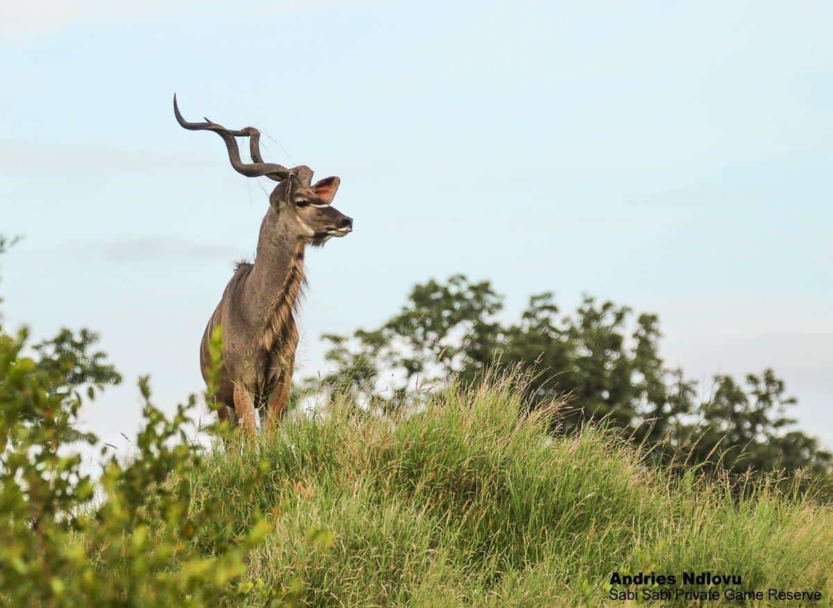 15andries.ndlovu Kudu 27.2.20 Final 15andries.ndlovu Kudu 27.2.20 Final