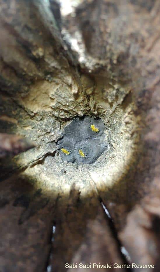 16Jed Bird Yellow Billed Oxpecker Chicks 18032020 Edit Final 16Jed Bird Yellow Billed Oxpecker Chicks 18032020 Edit Final