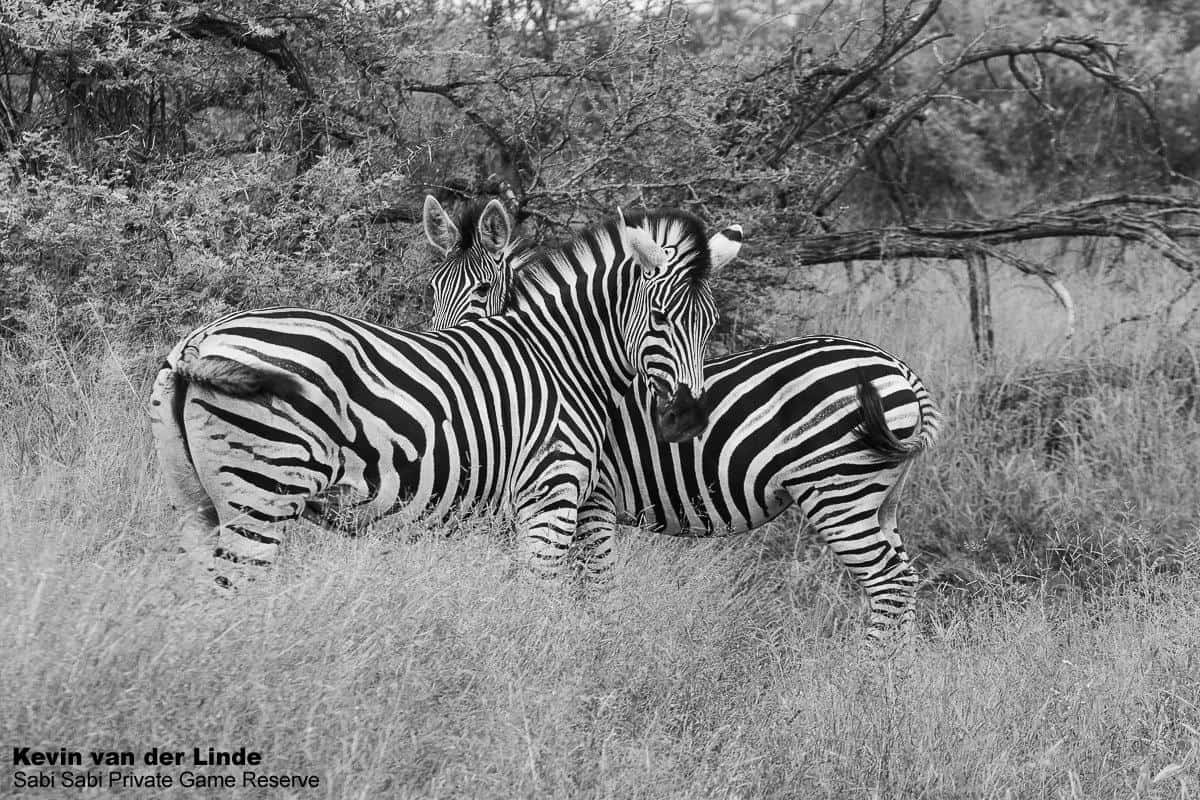 17Kevin Van Der Linde Zebra 22022020 Final 17Kevin Van Der Linde Zebra 22022020 Final