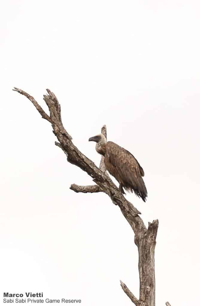 21Marco Vietti White Backed Vulture 280220 Final 21Marco Vietti White Backed Vulture 280220 Final