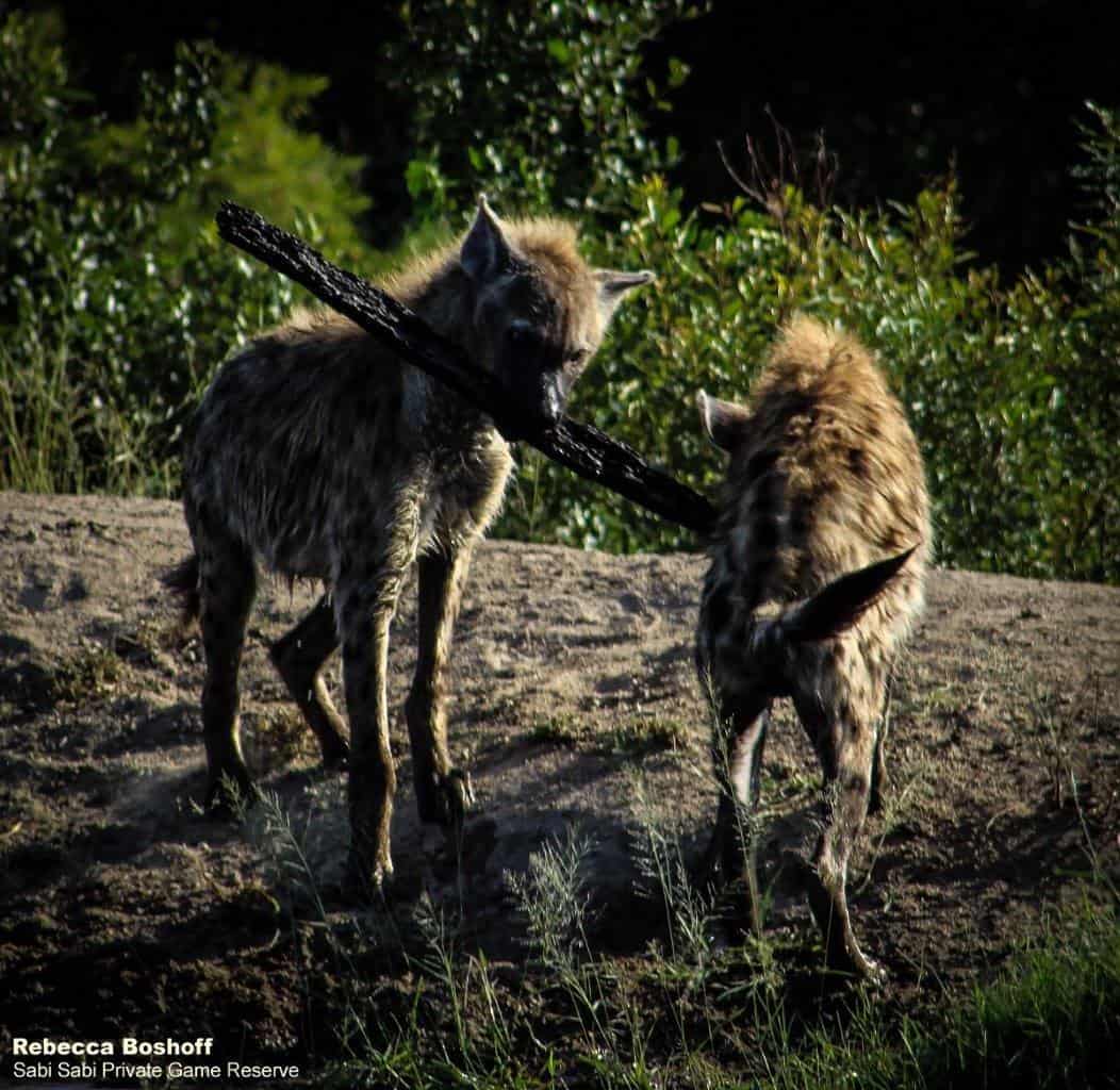 21Rebecca Boshoff Hyaena 20 Final