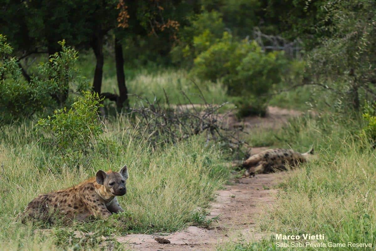 22Marco Vietti Resting Hyenas 190220 Final 22Marco Vietti Resting Hyenas 190220 Final