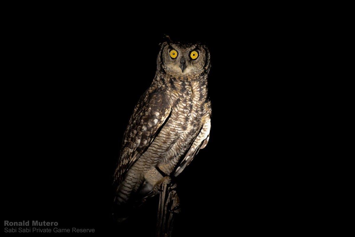 23Ronald Mutero Spotted Eagle Owl24022020 7 Final 23Ronald Mutero Spotted Eagle Owl24022020 7 Final