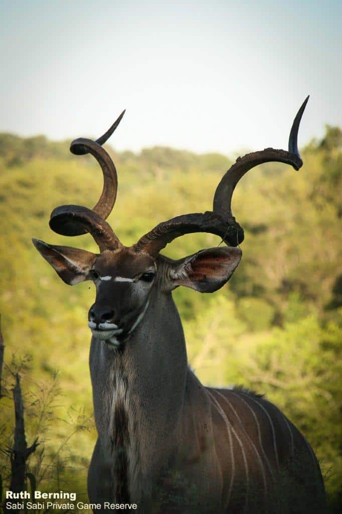 24Ruth Berning Kudu Bull 28 02 2020 Final 24Ruth Berning Kudu Bull 28 02 2020 Final