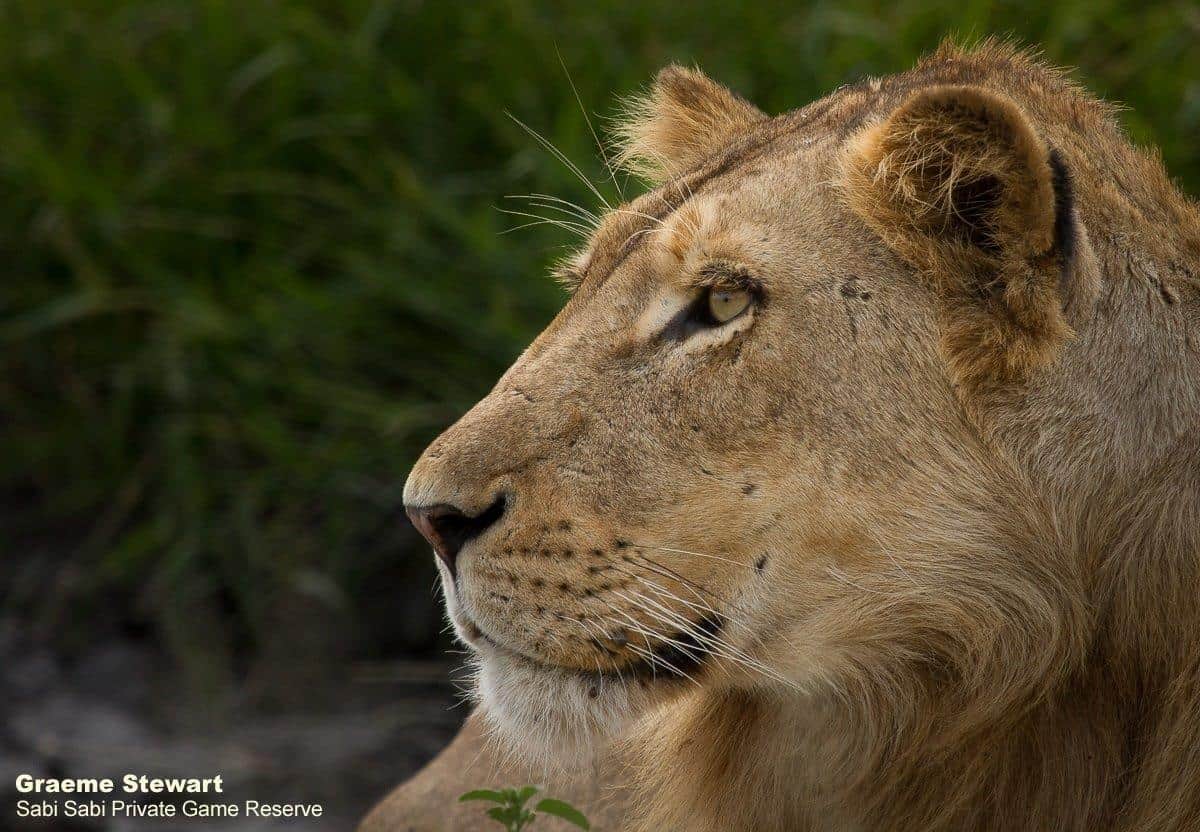 32Graeme Stewart Sand River Lion 110320 2 Final