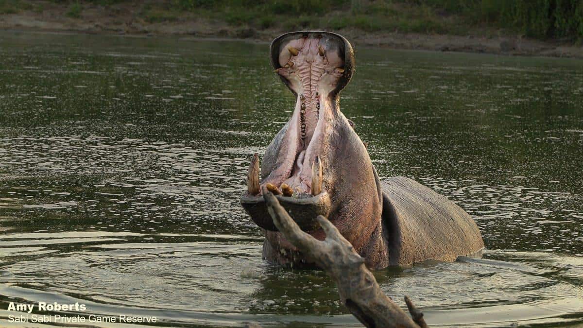 35Amy Roberts Hippo 040220 Final