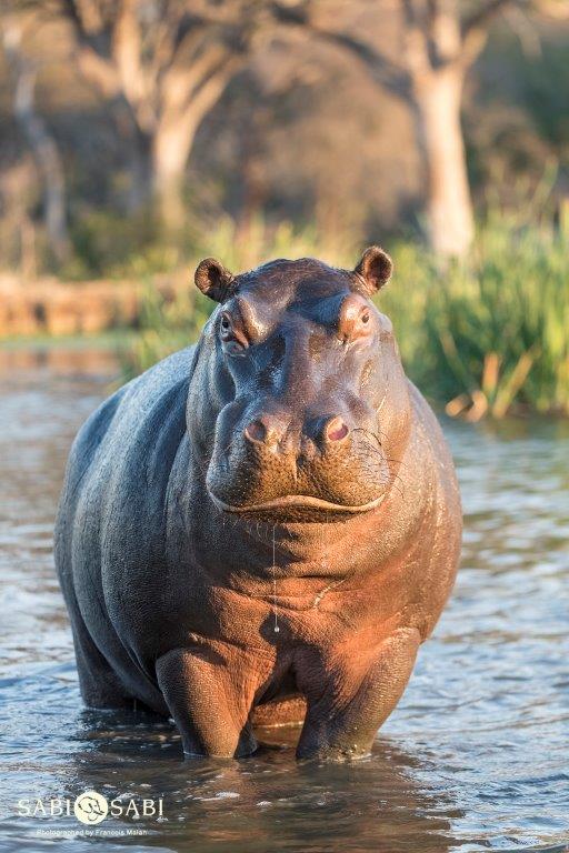 37Francois Malan Hippo 2018903 4 Of 4 Final 37Francois Malan Hippo 2018903 4 Of 4 Final