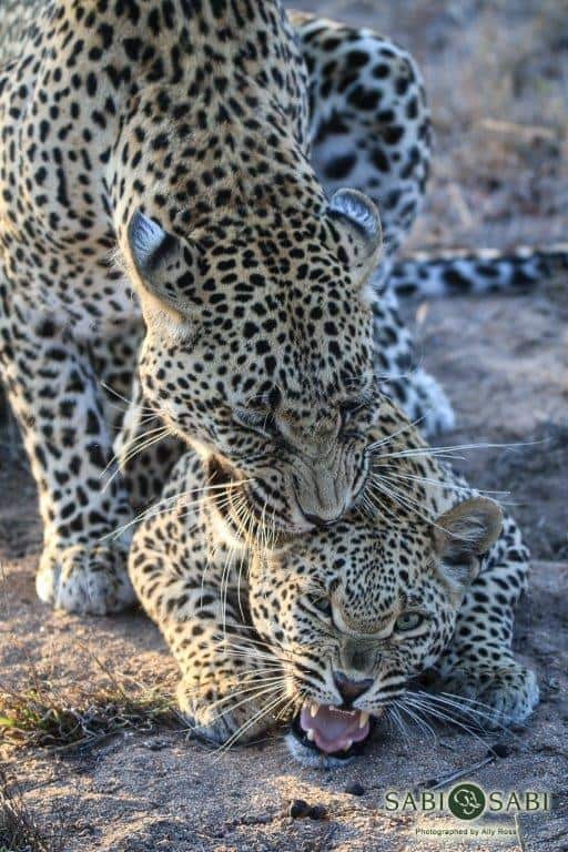 39Ally Ross 20181020 Nweti Nstumi Mating 01 Final 39Ally Ross 20181020 Nweti Nstumi Mating 01 Final