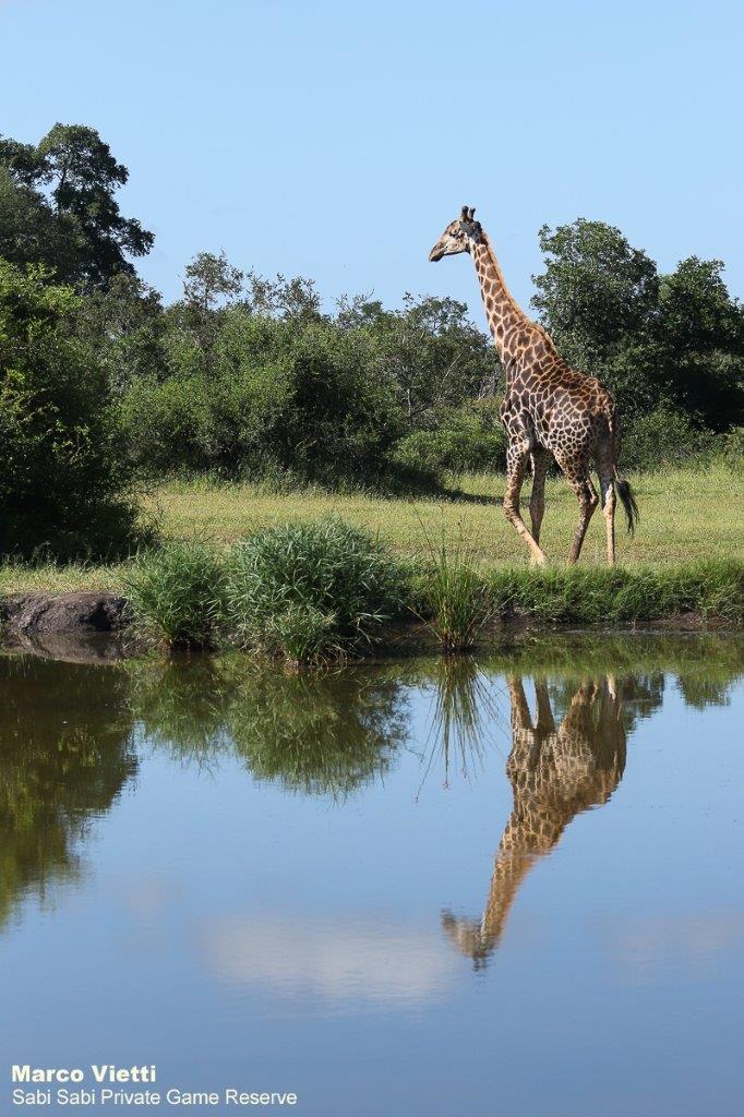 41Marco Vietti Giraffe 100320 Final