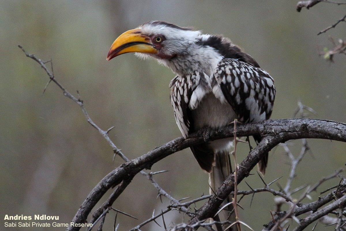 41andries Ndlovu Hornbill 091119 Final