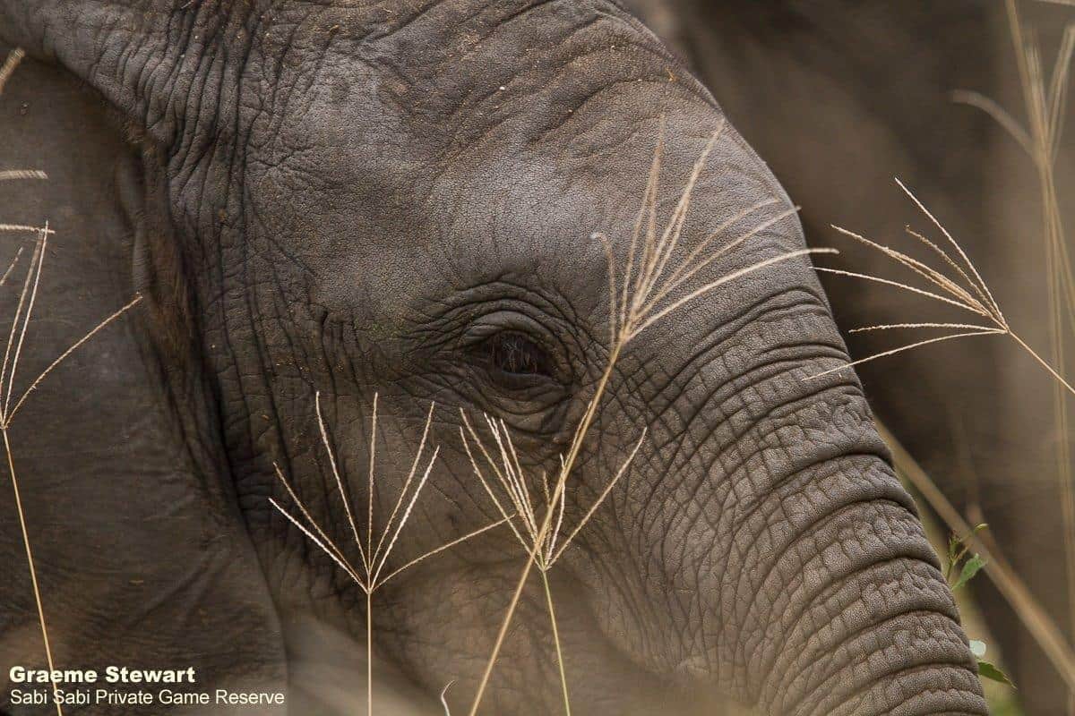 42Graeme Stewart Elephant 200320 Final