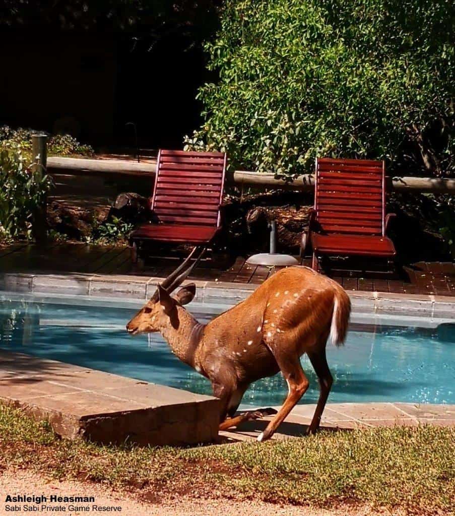 43Ashleigh Heasman Bushbuck SC 23032020 Final