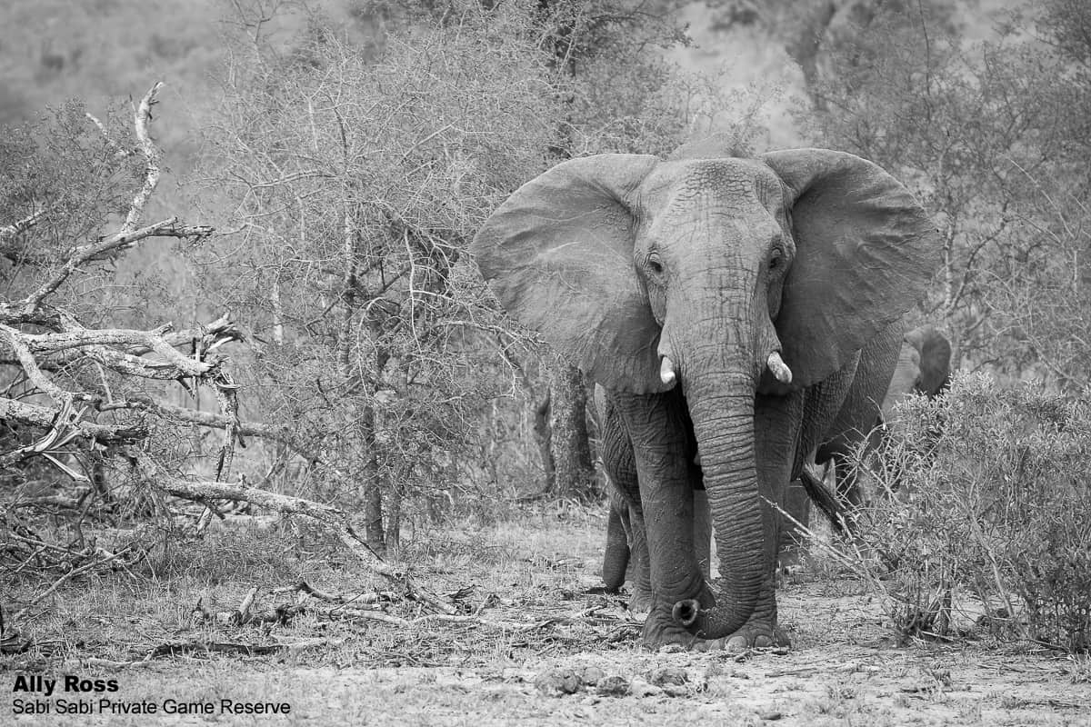 01Ally Ross Elephant 01 Final 1 01Ally Ross Elephant 01 Final 1