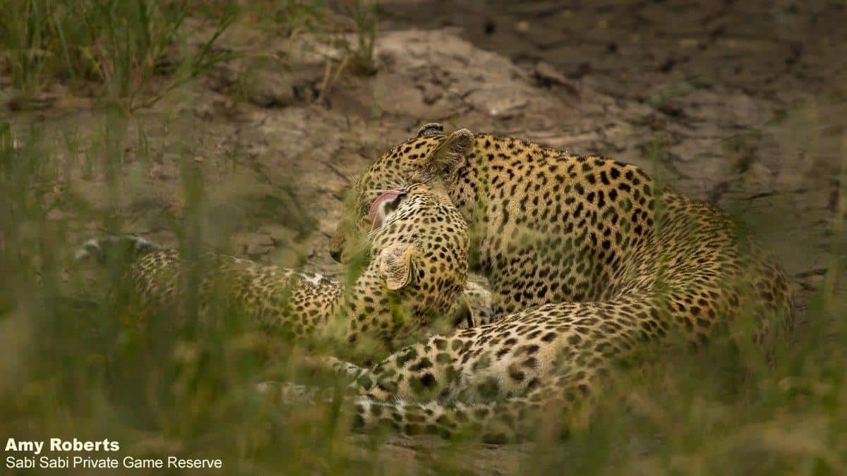 01Amy Roberts Leopard And Cub 120320 Final 01Amy Roberts Leopard And Cub 120320 Final