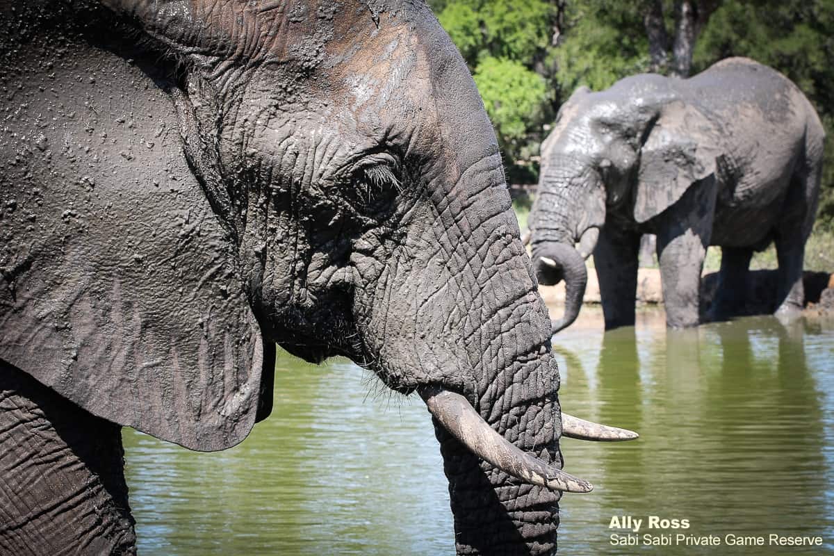 03Ally Ross 20200323 Elephant 02 Final 1