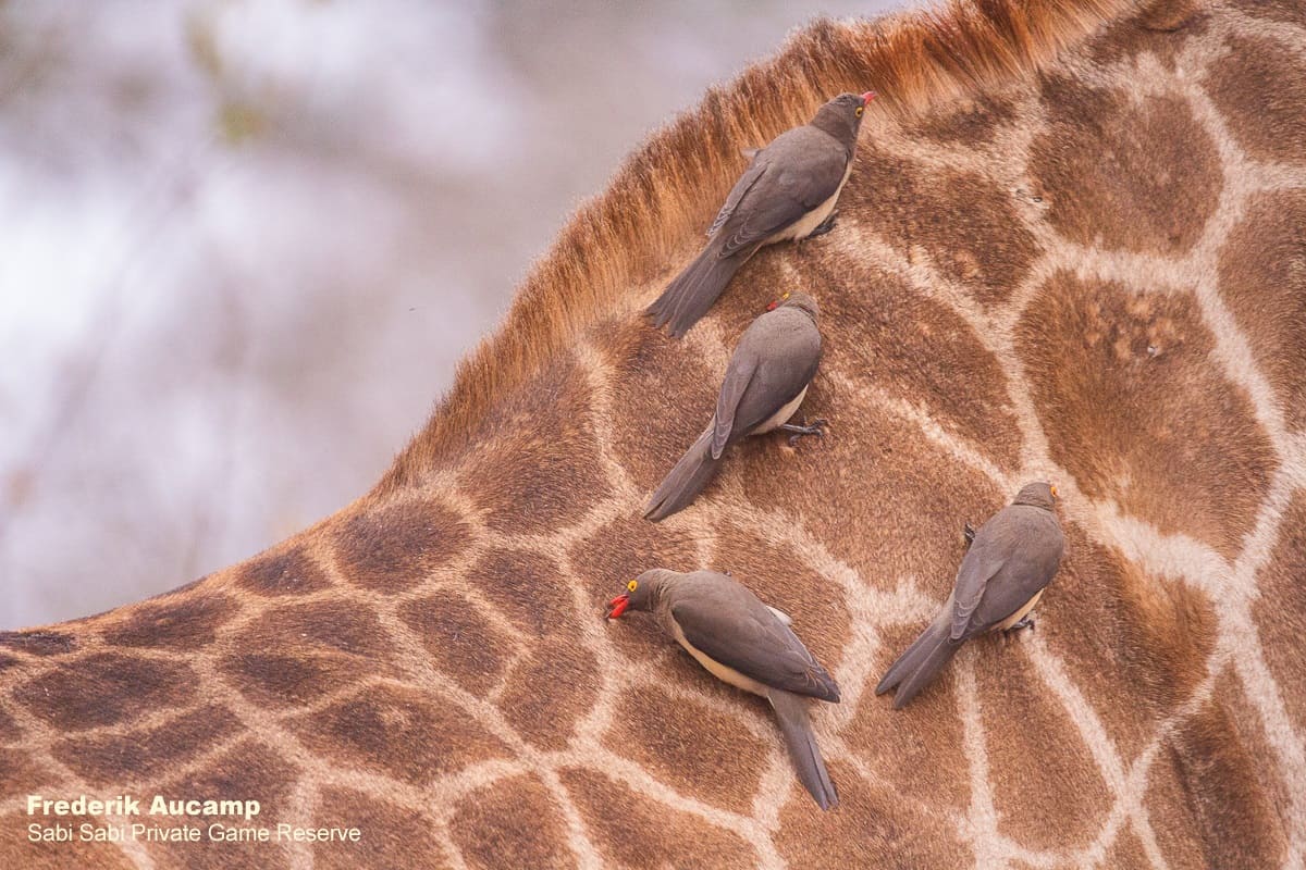 04Frederik Aucamp Red Billed Oxpeckers On Giraffe 11 08 2019 Final 1 04Frederik Aucamp Red Billed Oxpeckers On Giraffe 11 08 2019 Final 1