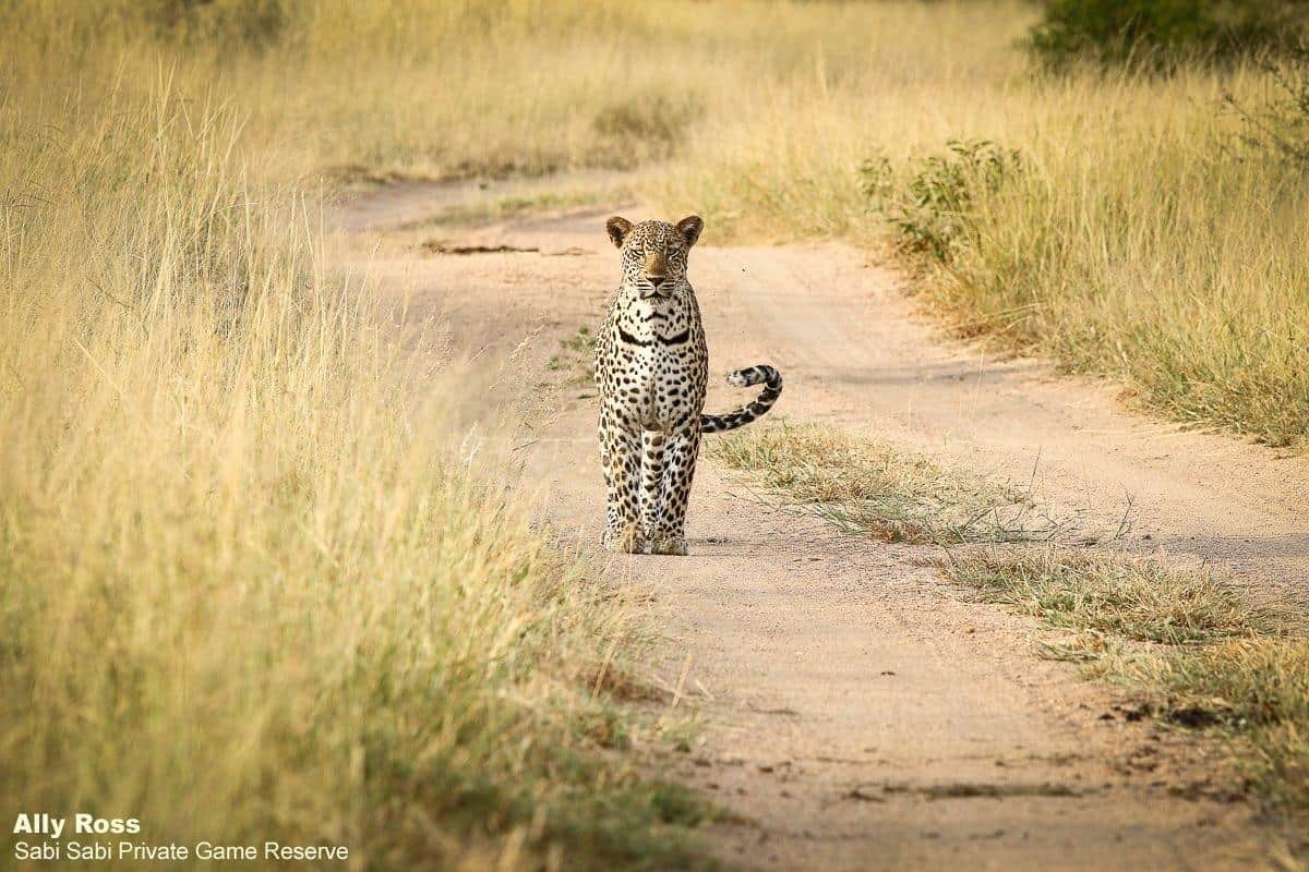 06Ally Ross Msuthlu 25032020 2 Final 06Ally Ross Msuthlu 25032020 2 Final