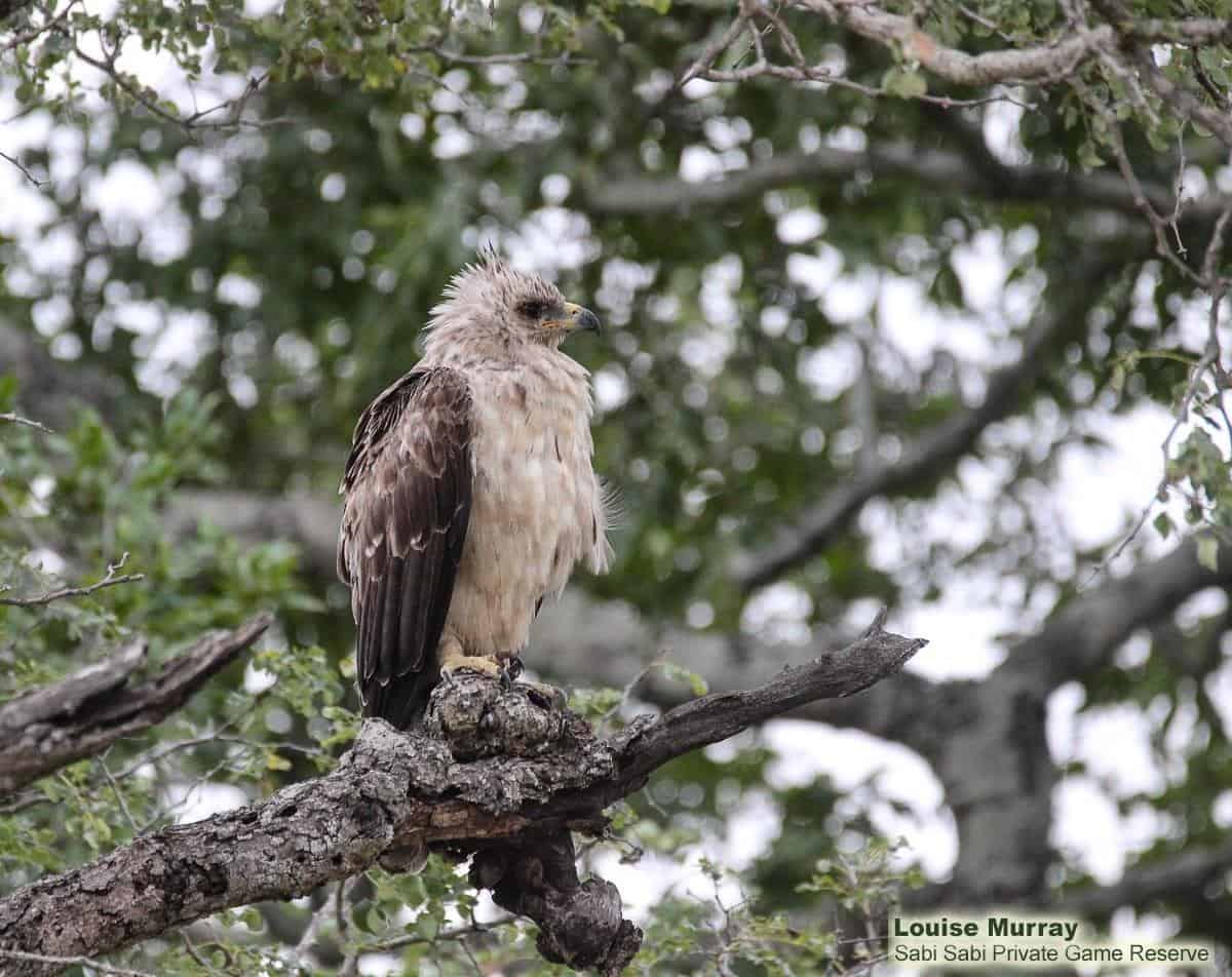10Louise Murray Eagle 01042020 Final