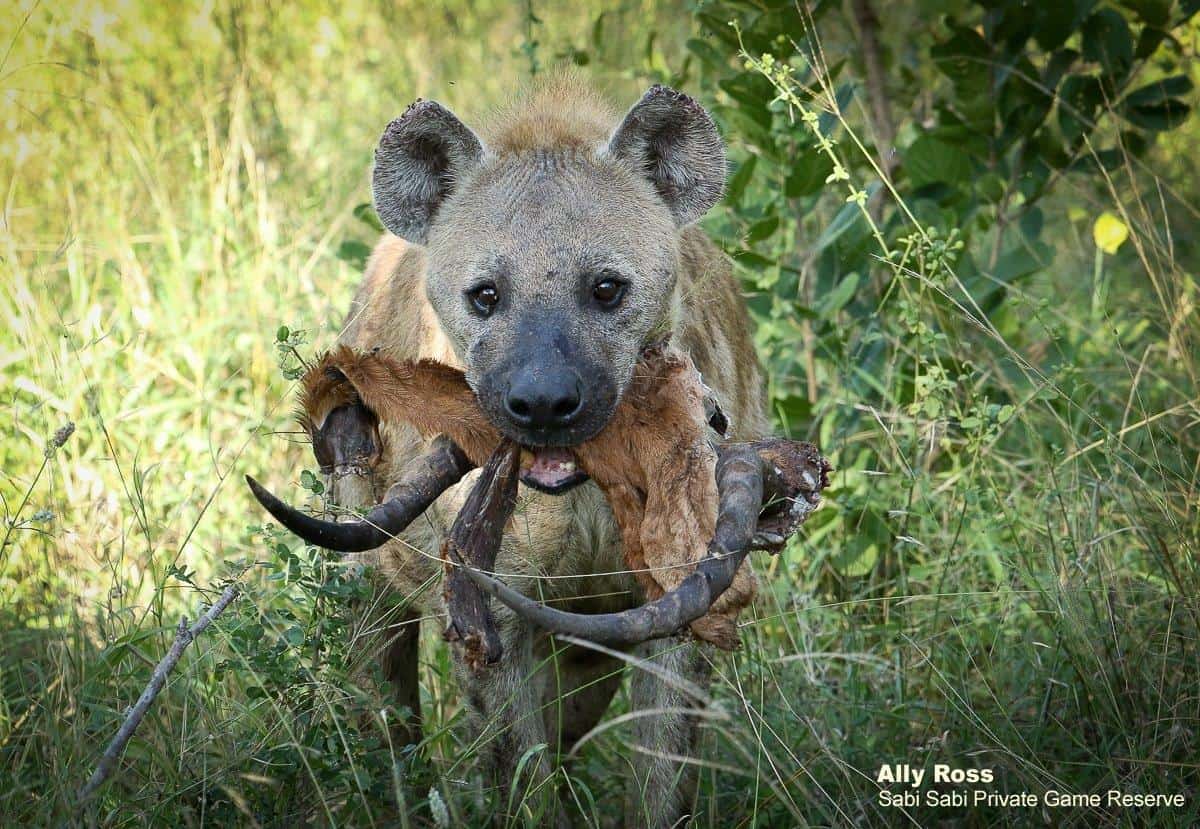 12Ally Ross 20200421 Hyena 01 Final 12Ally Ross 20200421 Hyena 01 Final