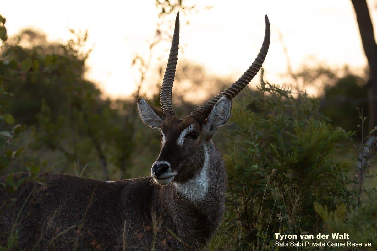 13Tyron Van Der Walt Male Waterbuck 280320 Final 13Tyron Van Der Walt Male Waterbuck 280320 Final