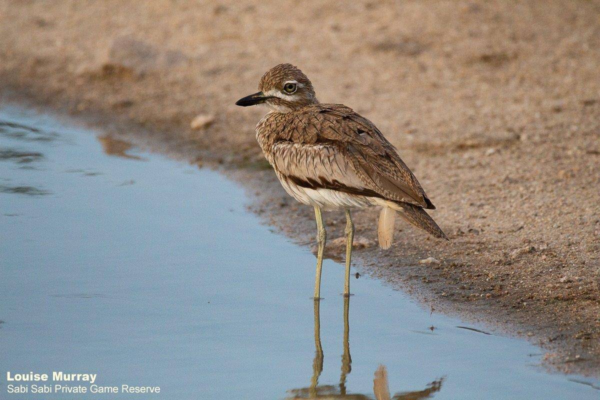14Louise Murray Water Thick Knee 18122019 Final 14Louise Murray Water Thick Knee 18122019 Final