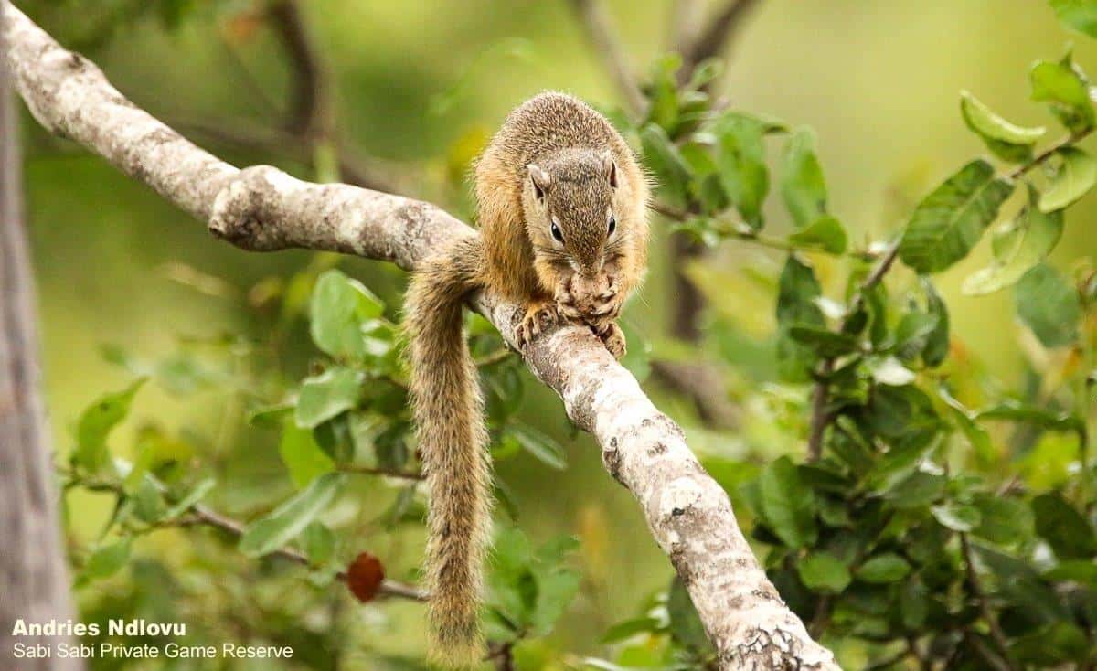 14andries.ndlovu Yellow Footed Tree Squirrel 11.3.20 Final 14andries.ndlovu Yellow Footed Tree Squirrel 11.3.20 Final