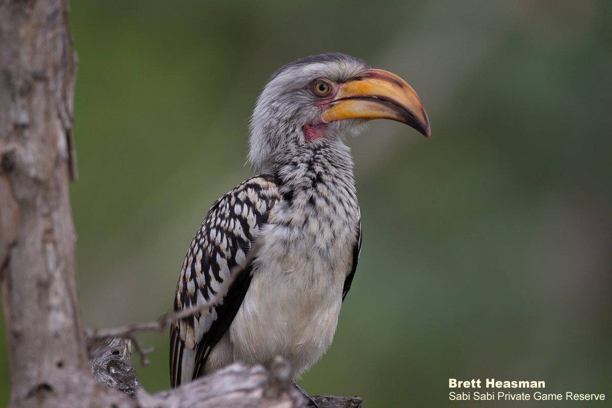 18Brett Heasman Hornbill 10042020 Final 18Brett Heasman Hornbill 10042020 Final