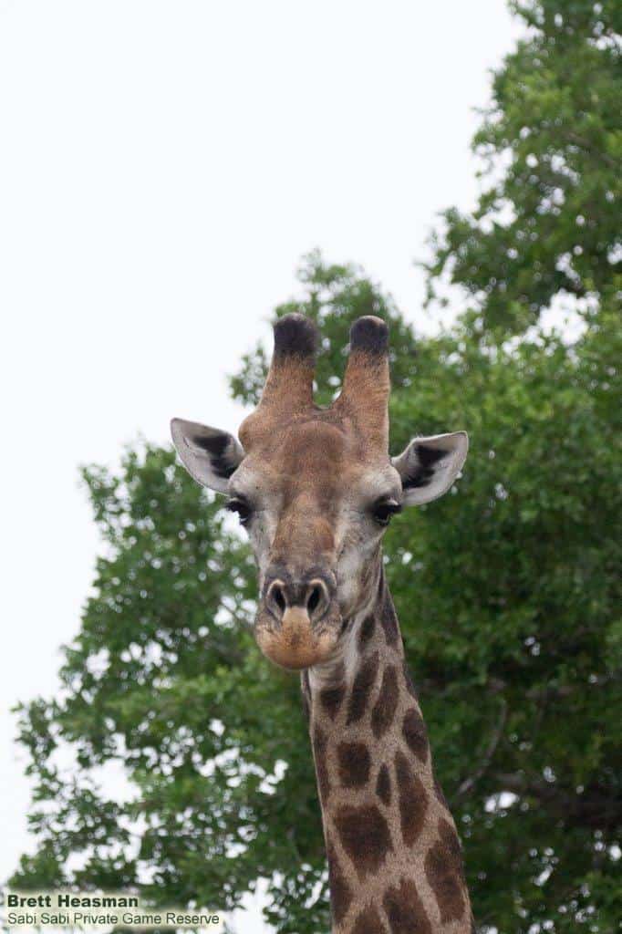 23Brett Heasmna Giraffe 27032020 Final 23Brett Heasmna Giraffe 27032020 Final