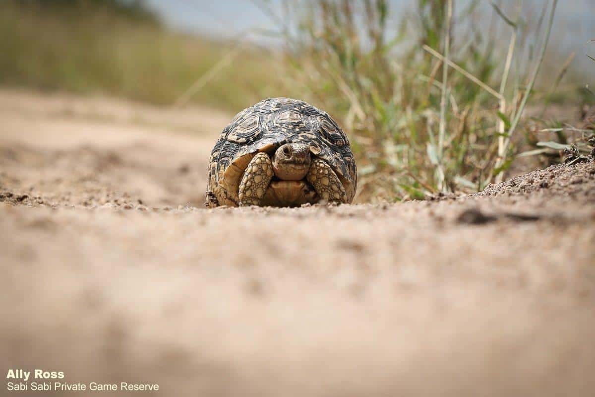 25Ally Ross 20200329 Leopard Tortoise 01 Final 25Ally Ross 20200329 Leopard Tortoise 01 Final