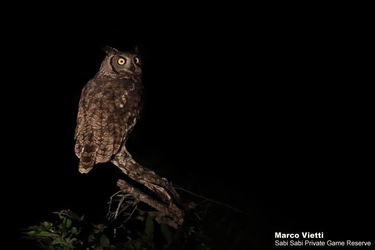 32Marco Vietti Spotted Eagle Owl 100320 Final 32Marco Vietti Spotted Eagle Owl 100320 Final