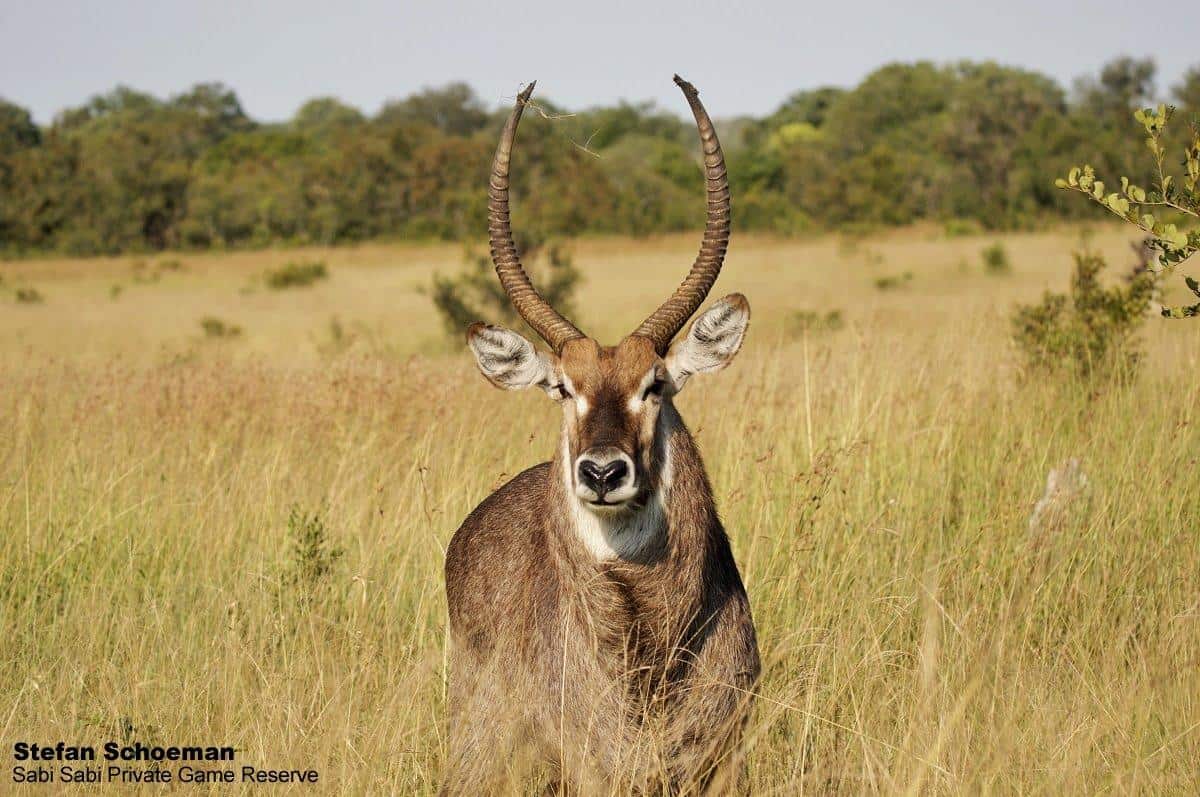 33Stefan Schoeman Waterbuck 03042020 Final 33Stefan Schoeman Waterbuck 03042020 Final