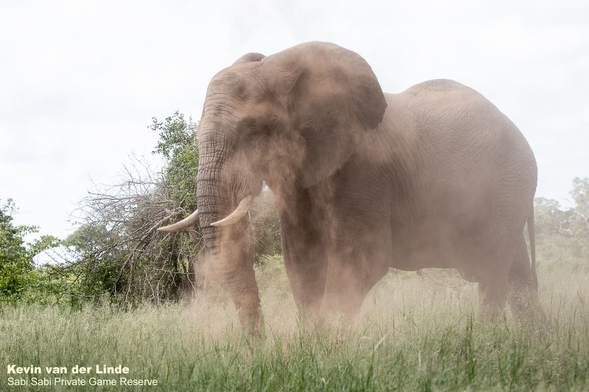 01Kevin Van Der Linde Elephant 29122019 Final 01Kevin Van Der Linde Elephant 29122019 Final