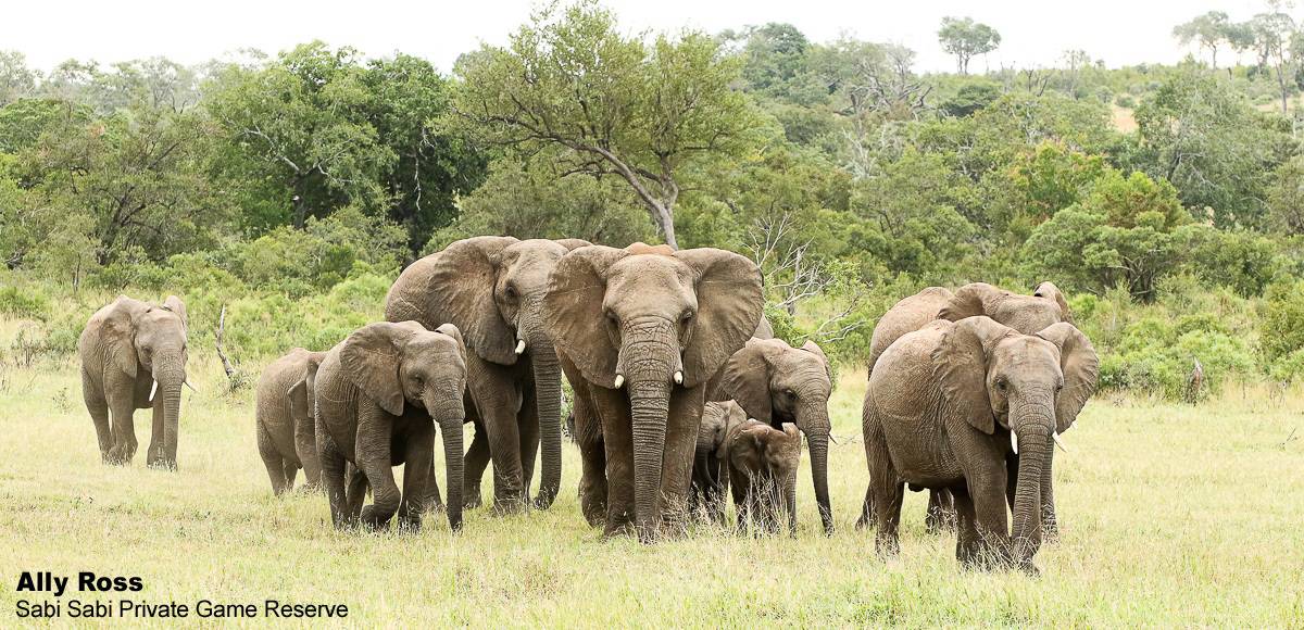 02Ally Ross 20200411 Elephant 02 Final 02Ally Ross 20200411 Elephant 02 Final