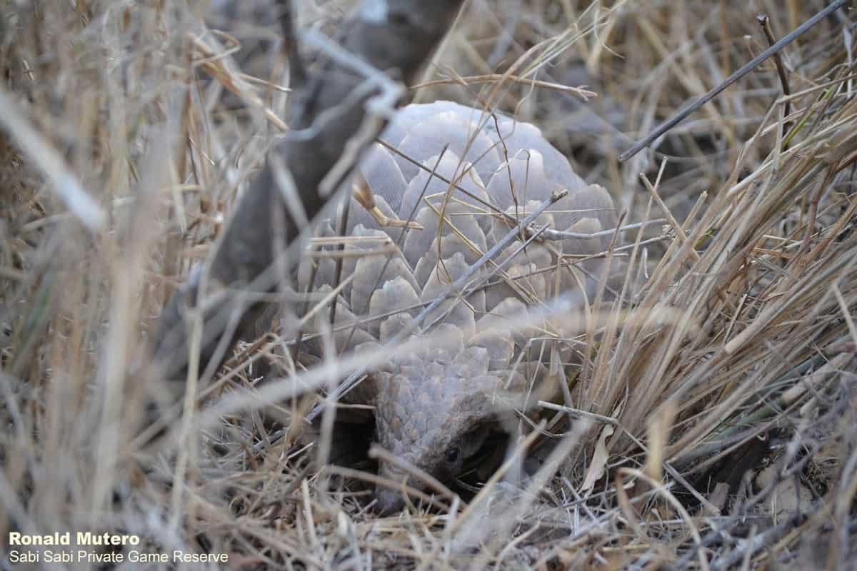 02Ronald Mutero Pangolin 20191024 194800 Final 02Ronald Mutero Pangolin 20191024 194800 Final