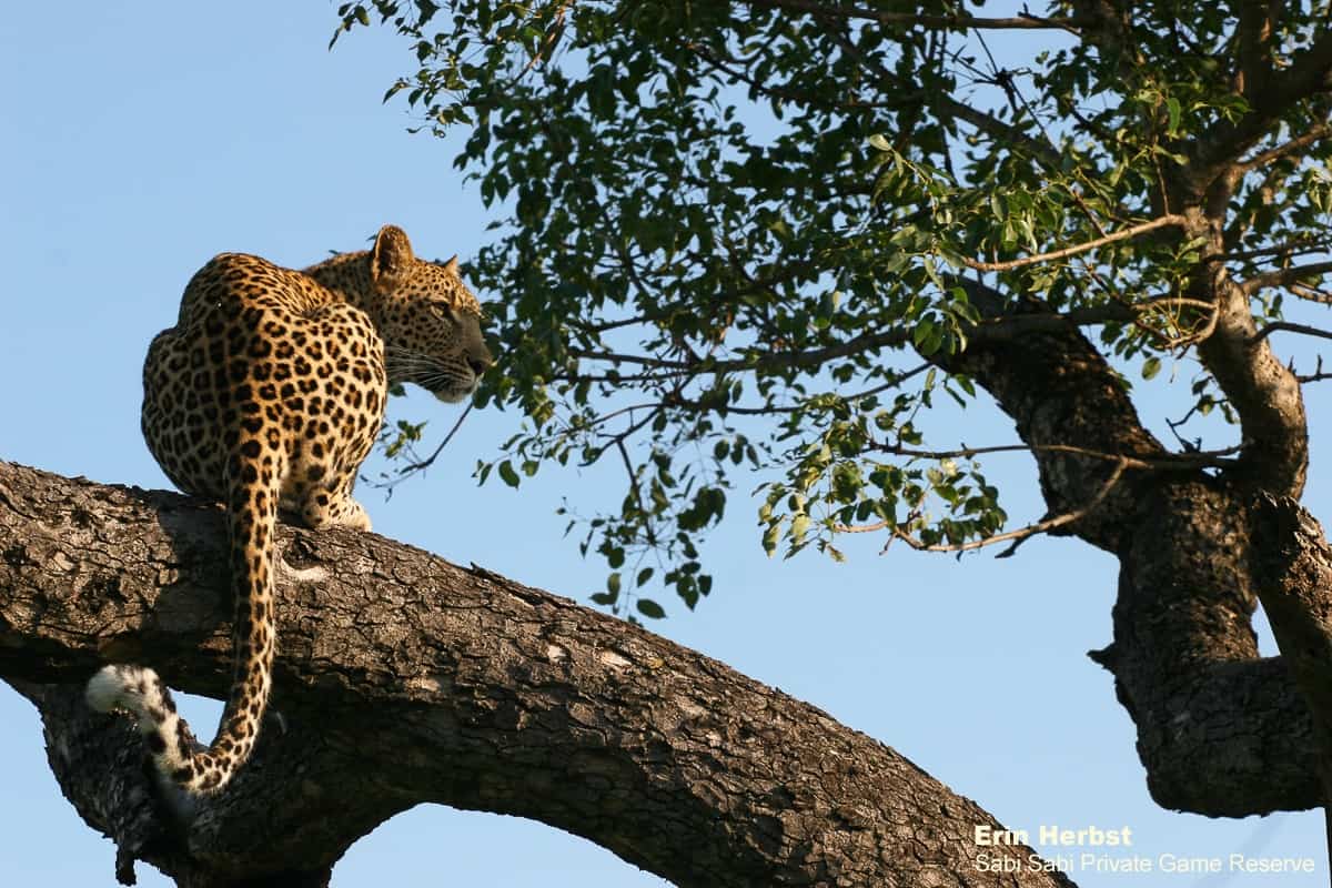 03Erin Herbst Kigelia 3 290420 Final