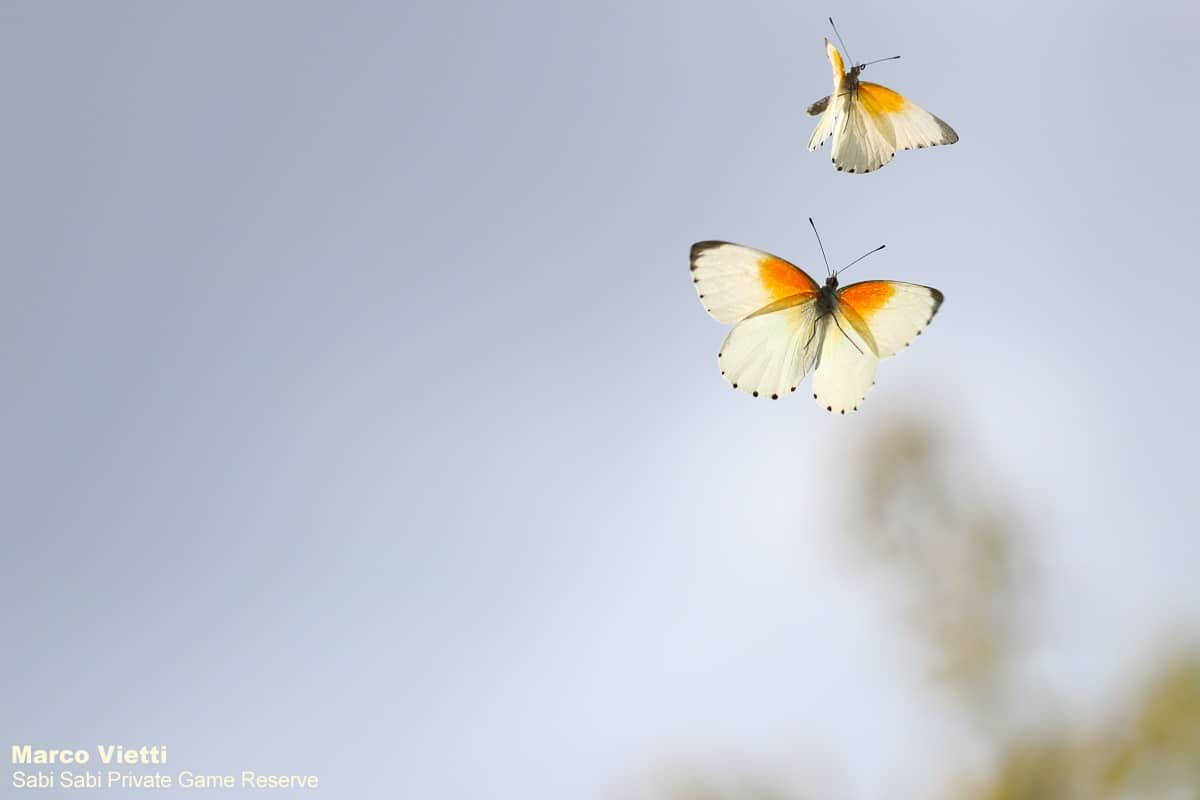 03Marco Vietti Twin Dotted Border 030420 Final