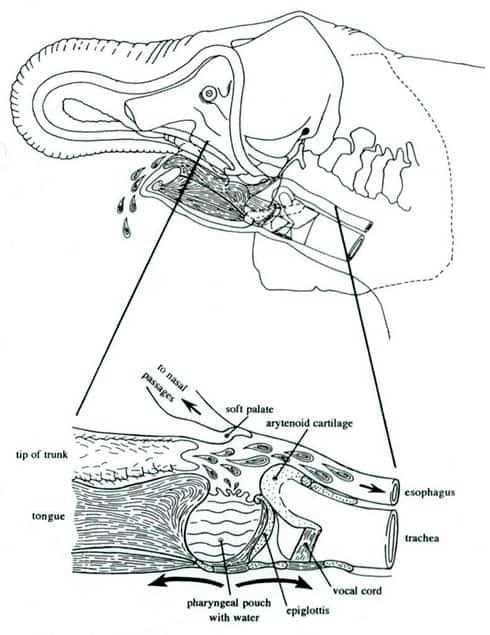 03Pharyngeal Pouch Image 03Pharyngeal Pouch Image