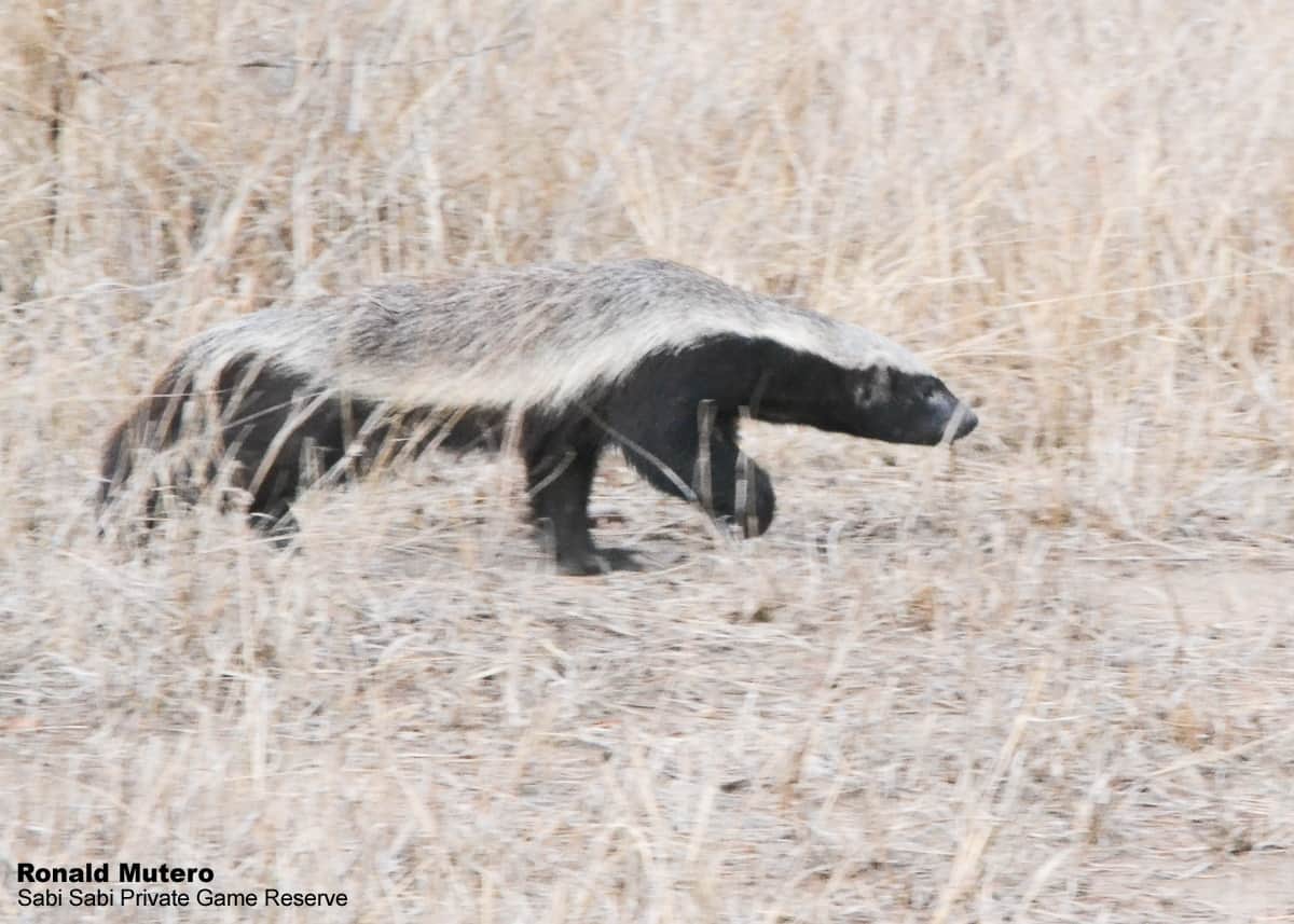 03Ronald Mutero Honey Bager 08112019  3 Final 03Ronald Mutero Honey Bager 08112019  3 Final