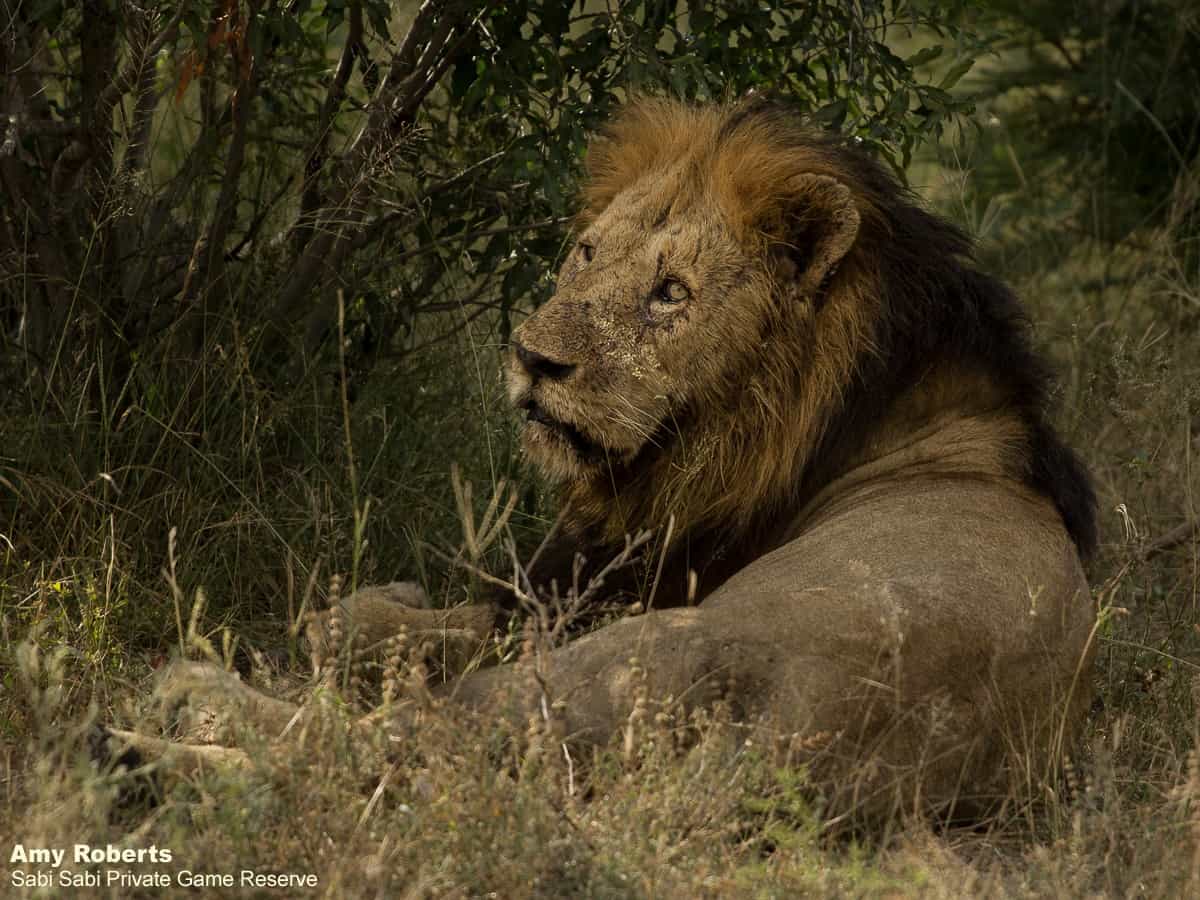 04Amy Roberts Lion 5 Birmingham 220320 Final