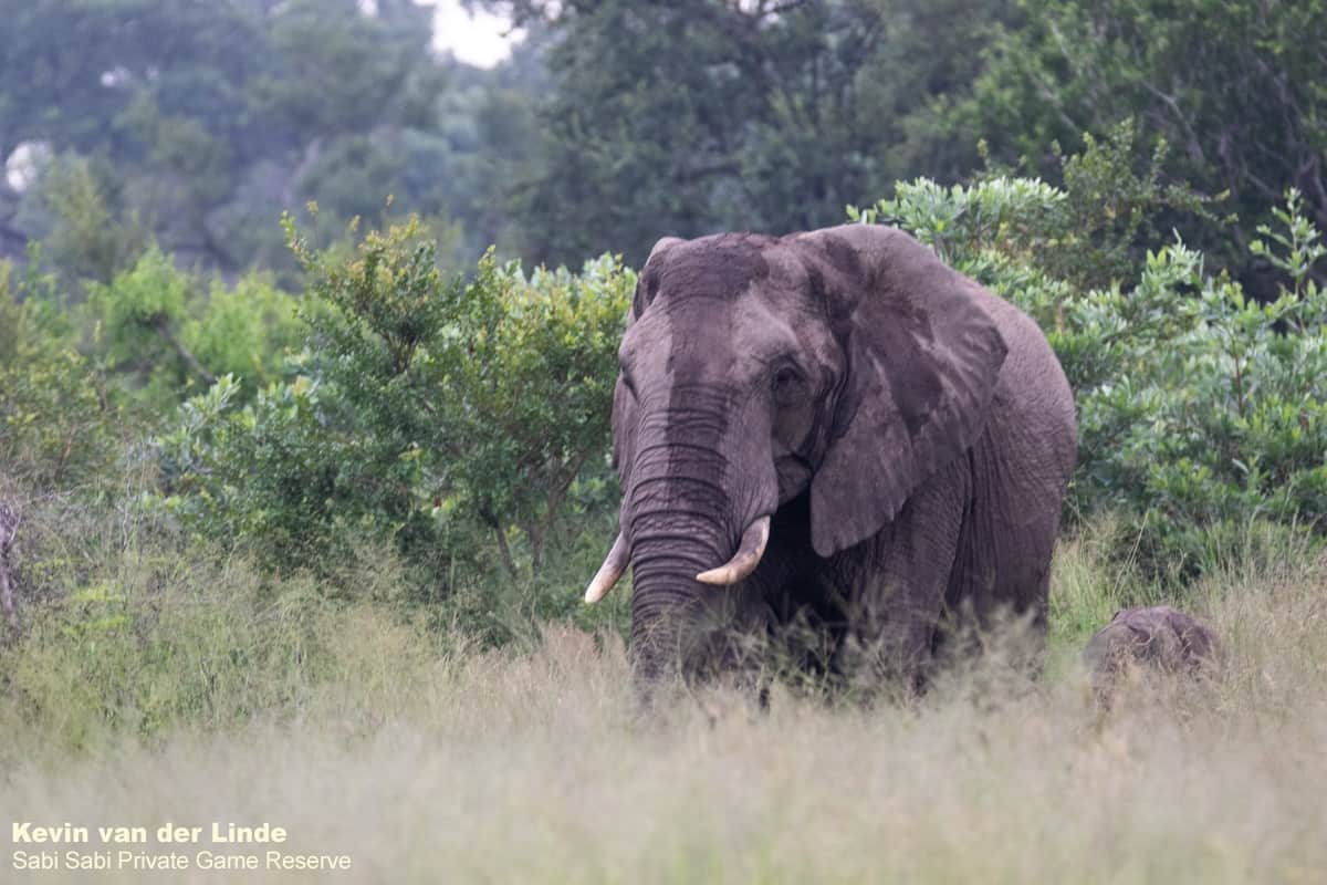 04Kevin Van Der Linde Elephant 03032019 2 Final