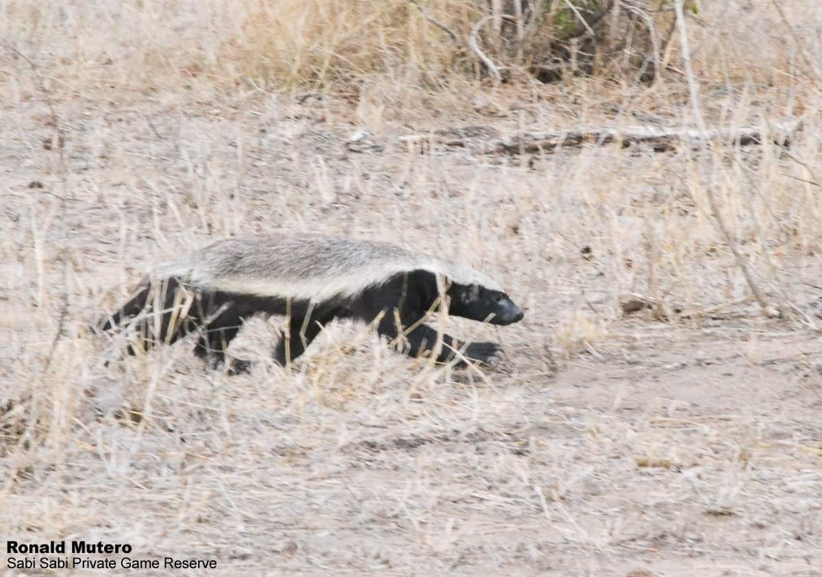 04Ronald Mutero Honey Bager 08112019  4 Final 04Ronald Mutero Honey Bager 08112019  4 Final