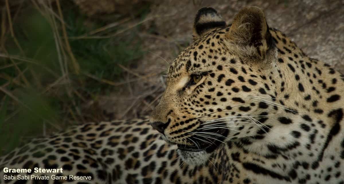 06Graeme Stewart Leopard Best Sighting Final 06Graeme Stewart Leopard Best Sighting Final